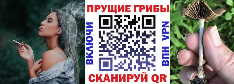 Псилоцибиновые грибы Psilocybine cubensis  shop Telegram  Надым 
